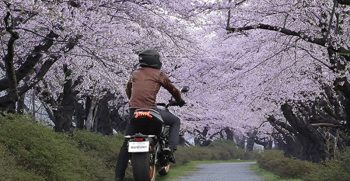 Suzuki_KATANA_11_gallery-57856-800×470